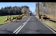 Stado jeleni przebiega przez drogę tuż przed maską samochodu