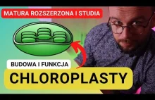 Chloroplasty. Budowa i funkcja [Matura z biologii 2023 + studia]