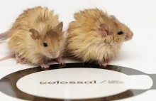 Naukowcy stworzyli myszy wełniste