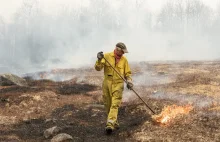 Zaginiona sztuka uprawy borówek amerykańskich przy użyciu ognia