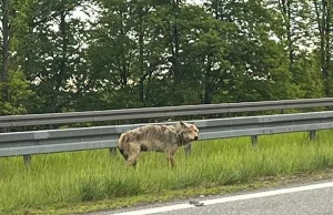 Policjanci pomogli ratować wilka potrąconego na S7