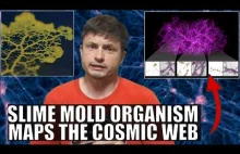 Slime Mold Organism Maps the Cosmic Web and Finds Something Interesting