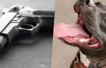 Pitbull zaatakował pijanego mężczyznę. Pies został zastrzelony przez policjanta.