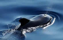 Zbadano Tkanki Wielorybów I Delfinów Na Obecności Mikroplastików - Wyniki Są Zat