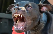 Rasy psów uznawane za agresywne coraz popularniejsze.