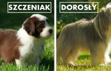 10 ras psów, które jako szczeniaki wyglądają zupełnie inaczej niż gdy dorosną