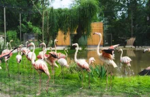 Nowy pawilon flamingów w zoo już otwarty