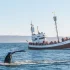 Rząd Islandii wydał licencję na zabijanie wielorybów. Opiewa ona na 128 sztuk