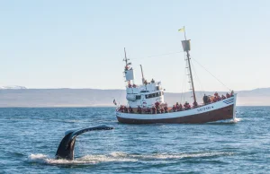 Rząd Islandii wydał licencję na zabijanie wielorybów. Opiewa ona na 128 sztuk