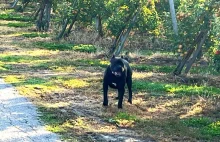 Dwa psy rasy cane corso zaatakowały rowerzystę