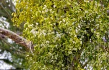 Popularna bożonarodzeniowa ozdoba jest groźnym półpasożytem