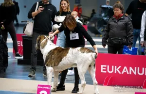 Blisko 6,5 tysiąca psów rasowych na MTP. International dog show 2023