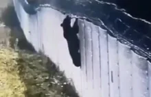 Niedźwiedź próbował przejść przez ogrodzenie na granicy z Białorusią
