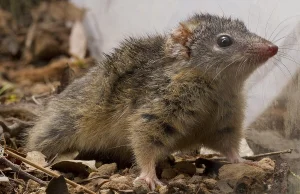 Chutliwiec żółtostopy i śmiertelna kopulacja