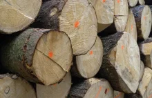 Ile drewna sprzedają Lasy Państwowe i kto na tym traci? - Zielona w INTERIA.PL