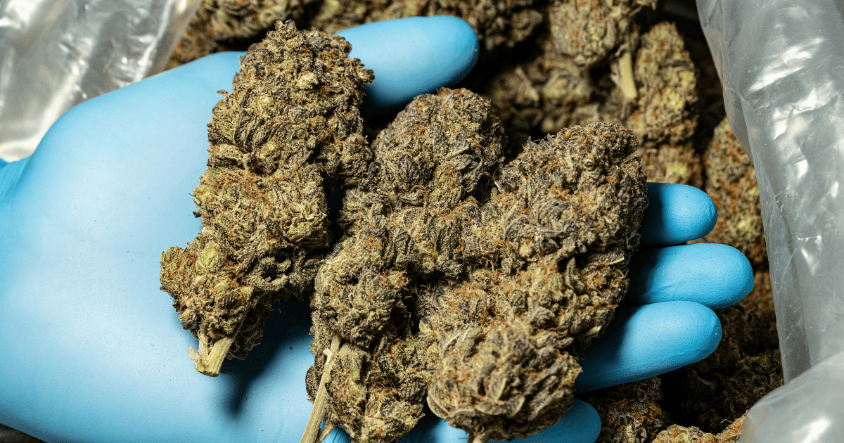 Przemyt narkotyków z USA do Polski: rozbita grupa przestępcza