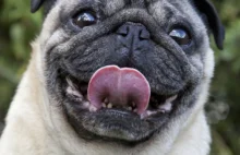 Mopsy cierpią? To chcą ukryć hodowle psów