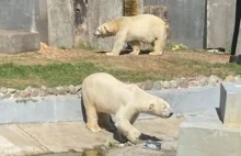 Białe niedźwiedzie opuszczają warszawskie zoo