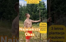 Jak szybko rośnie drzewo tlenowe ? 3 letnia plantacja paulowni oxytree w...