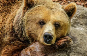Śmierć w Niżnych Tatrach. Turystka zginęła uciekając przed niedźwiedziem