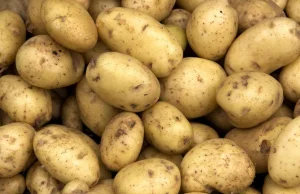 Sok z ziemniaka może leczyć nowotwory. "Potencjał jest ogromny"