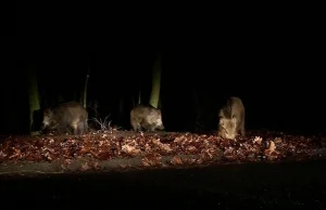 Dziki padają na oczach mieszkańców. 25 w tydzień. Patrole na ulicach