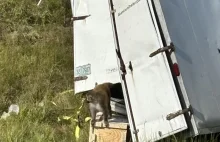 Agresywne małpy uciekły z rozbitej ciężarówki.