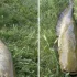 Głogów: 600 kg śniętych ryb w Odrze