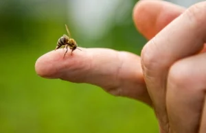 Jad pszczeli w godzinę zabija 100 proc. komórek raka p----i. Nowe badania
