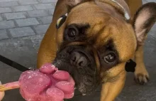 Gdańsk. Lody dla psów. Idiokracja.