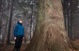 Lasy chcą wycinać drzewa o wymiarach pomników przyrody w Puszczy Karpackiej