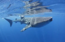 Jak Rekiny Przetrwały Gwałtowny Wzrost Temperatury Na Ziemi?