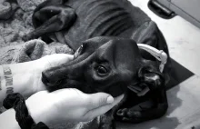 Przywiązała psa do płotu, zwierzę nie przeżyło.