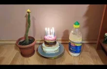 Kaktus śpiewa 100 lat w szóste urodziny skisłego mleka
