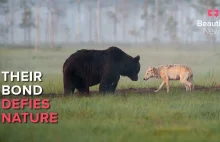 Niespotykana przyjaźń między wilczycą, a niedźwiedziem w Finlandii