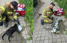 Niezwykła akcja ratunkowa w Gdańsku! Strażacy ocalili tonącego kota