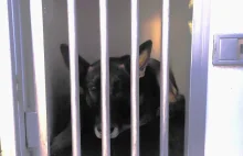 Nie żyje kierowca, który zatrzymał się na parkingu przy lesie. Pogryzła go sfora