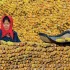 Chiny nie chcą kukurydzy z Ukrainy. Wspierają swoich rolników