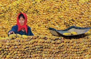 Chiny nie chcą kukurydzy z Ukrainy. Wspierają swoich rolników
