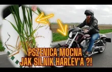 Rolnik chce zebrać 10 ton pszenicy z hektara! Czy mu się uda?