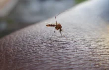 Rozdają pieniądze za łapanie komarów. Powód zaskakuje