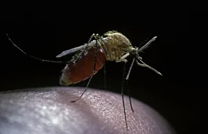 Komary GMO zamieszkają na Florydzie. Eksperyment jak w Parku Jurajskim - Nationa