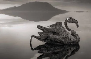 Jezioro w Tanzanii zamienia zwierzęta w „kamień”