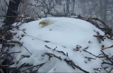 USA. Bielik wysiadywał jaja podczas śnieżycy. Gniazdo z młodym spadło