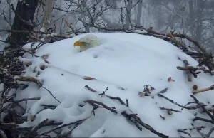 USA. Bielik wysiadywał jaja podczas śnieżycy. Gniazdo z młodym spadło