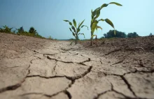 IUNG potwierdza suszę. 9 województw dotkniętych niedoborem wody