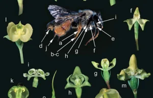Niezwykły przypadek koewolucji i specyficzności zapylacz/storczyk