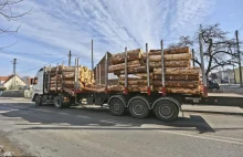 Nielegalne drewno zalewa Polskę. Szykują się drakońskie cła