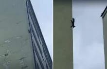 Wiewiórka kaskader wbiega na 10 piętro bloku [WIDEO]