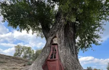 W Polsce rośnie drzewo, do którego można wejść. ok. 7,50 m-10 m..